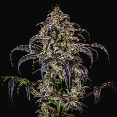 Double Grape Auto