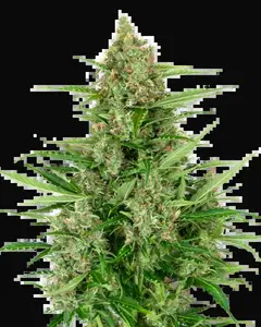 Double Kush Cake Automatic