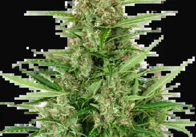 Double Kush Cake Automatic