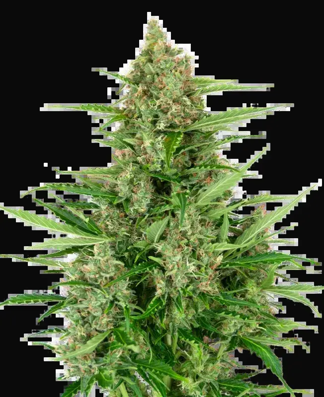 Double Kush Cake Automatic