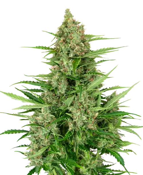 Double Kush Cake Automatic
