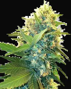 Double Kush Cake Feminized