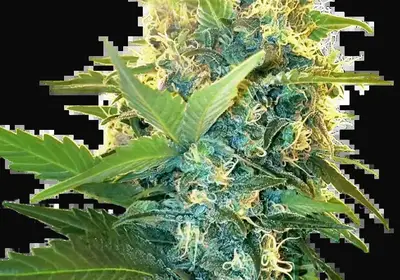 Double Kush Cake Feminized