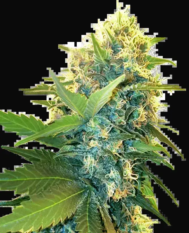 Double Kush Cake Feminized
