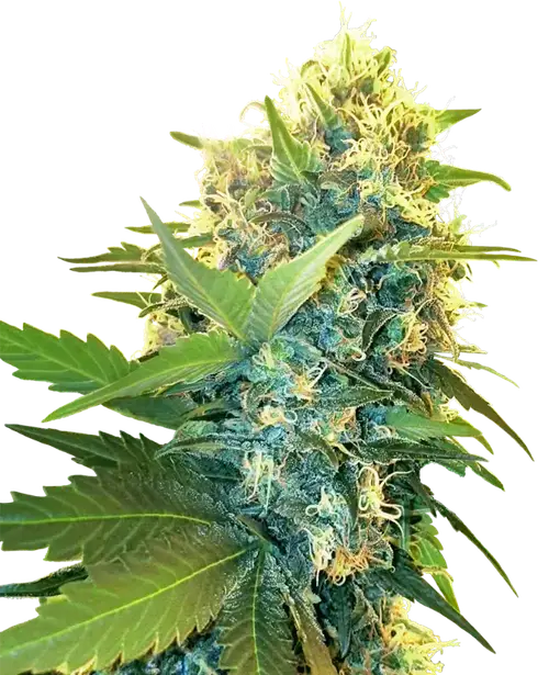Double Kush Cake Feminized