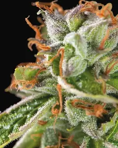 Double OG Haze