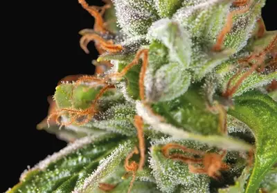 Double OG Haze