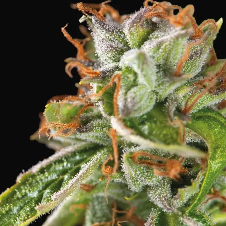 Double OG Haze