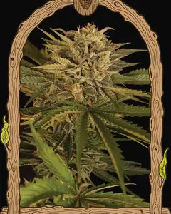 Dr Greenman Pure CBD