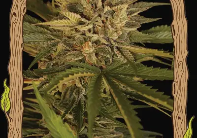 Dr Greenman Pure CBD