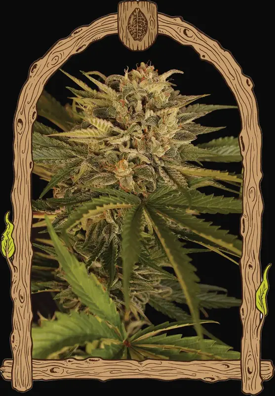 Dr Greenman Pure CBD