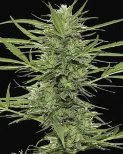 Dr Greenthumb's Dedoverde Haze Auto