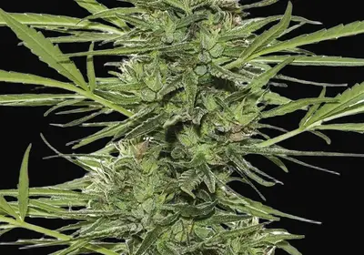 Dr Greenthumb's Dedoverde Haze Auto