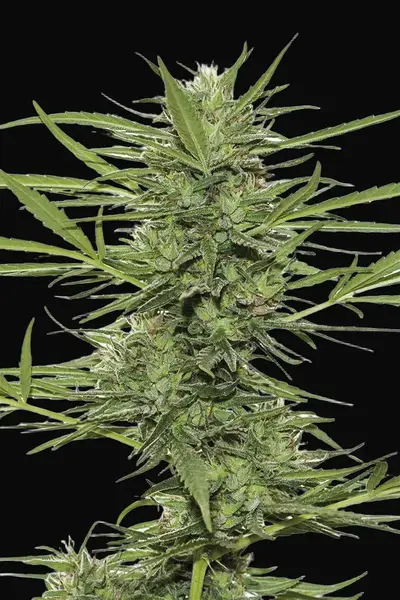 Dr Greenthumb's Dedoverde Haze Auto
