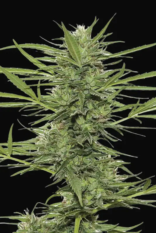 Dr Greenthumb's Dedoverde Haze Auto