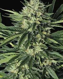 Dr Greenthumb's Em-Dog by B-Real