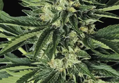 Dr Greenthumb's Em-Dog by B-Real