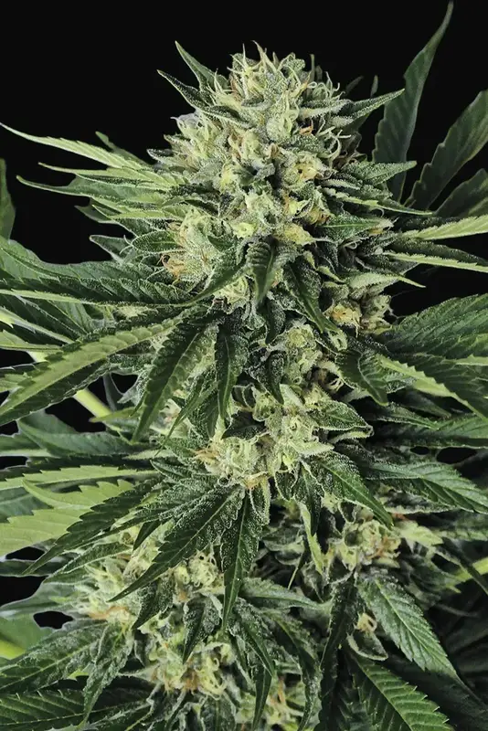 Dr Greenthumb's Em-Dog by B-Real