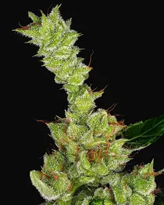 Dr Grinspoon