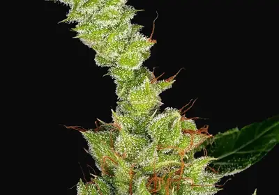Dr Grinspoon