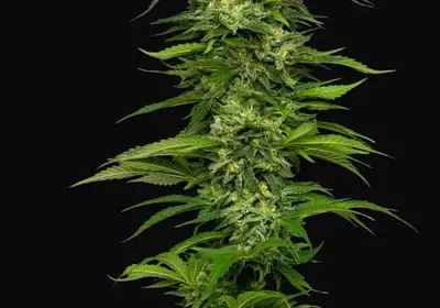 Dream Queen Auto