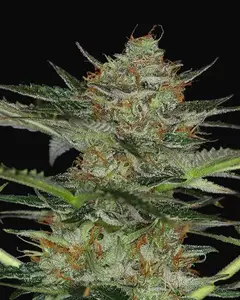 Dream Sherbet Auto