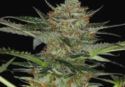 Dream Sherbet Auto
