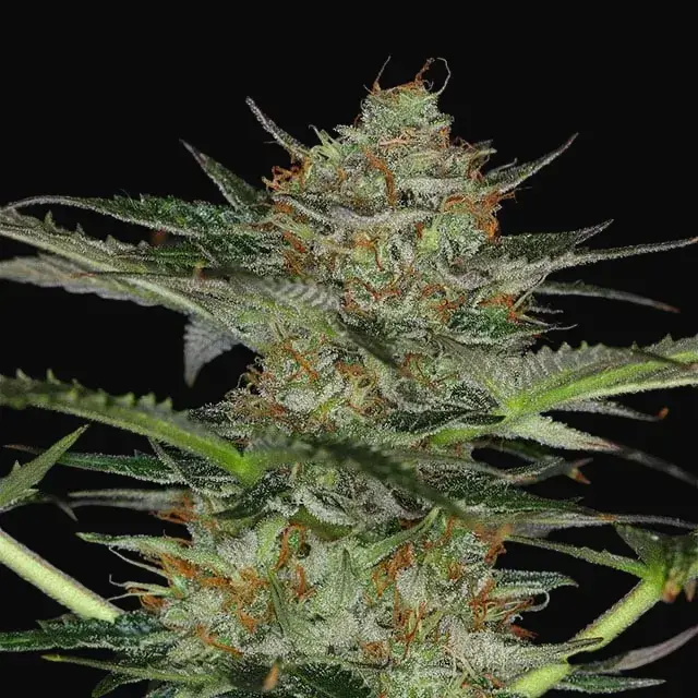 Dream Sherbet Auto