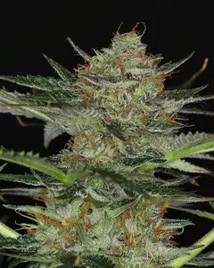 Dream Sherbet Auto