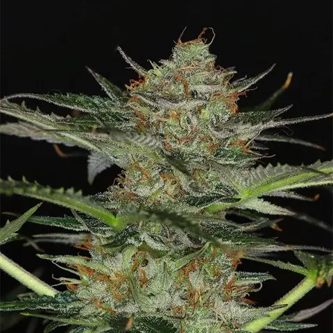 Dream Sherbet Auto