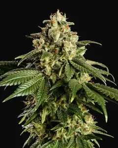 Dream Sherbet