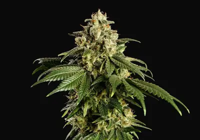 Dream Sherbet