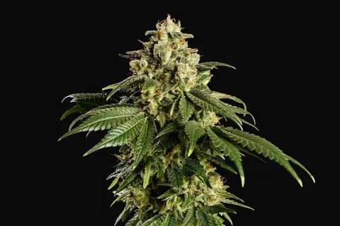 Dream Sherbet