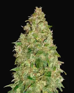 Dubai Poison