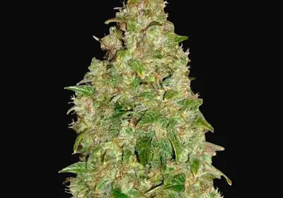 Dubai Poison