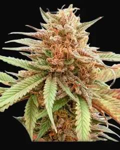 Durban Dew