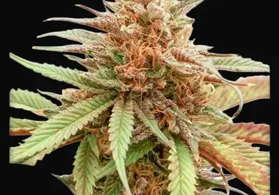 Durban Dew