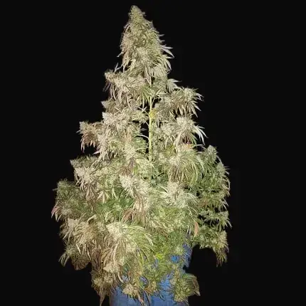Durban Dew — zdjęcie 4