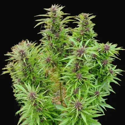 Durban Dew — zdjęcie 3