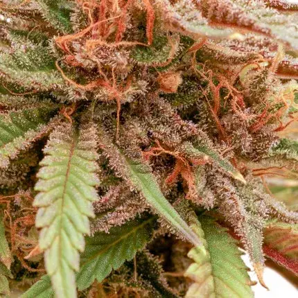 Durban Dew — zdjęcie 2