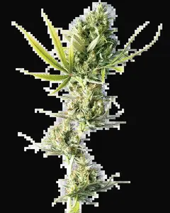 Durban Feminized