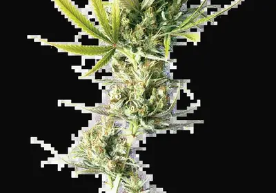 Durban Feminized