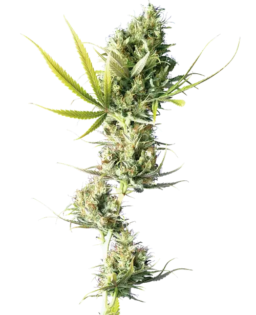 Durban Feminized