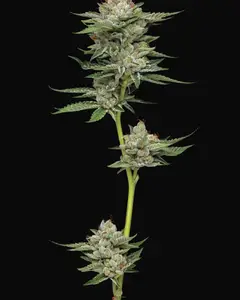Durban Poison Auto