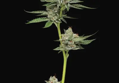 Durban Poison Auto