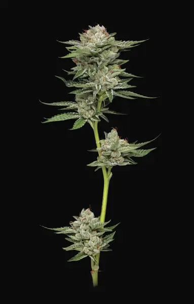 Durban Poison Auto
