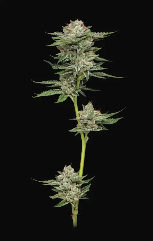 Durban Poison Auto