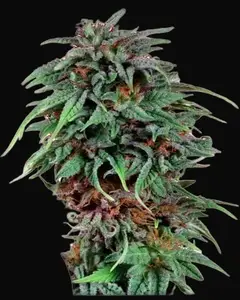Durban Poison