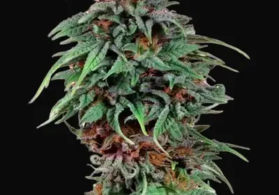 Durban Poison