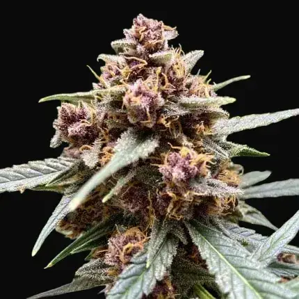 Durban Poison — zdjęcie 4
